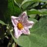 Fotografia 7 da espécie Solanum melongena do Jardim Botânico UTAD