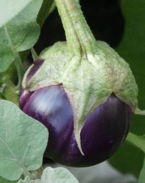 Fotografia 9 da espécie Solanum melongena no Jardim Botânico UTAD