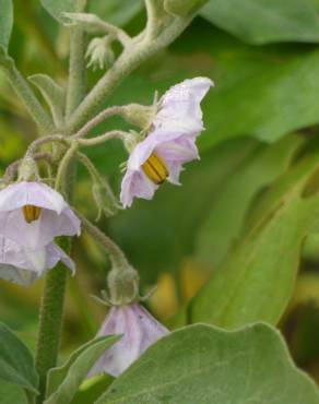 Fotografia 12 da espécie Solanum melongena no Jardim Botânico UTAD