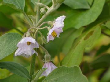 Fotografia da espécie Solanum melongena