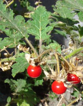 Fotografia 7 da espécie Solanum sisymbriifolium no Jardim Botânico UTAD