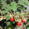 Fotografia 7 da espécie Solanum sisymbriifolium do Jardim Botânico UTAD