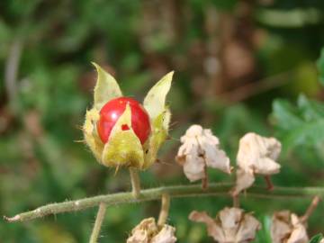 Fotografia da espécie Solanum sisymbriifolium