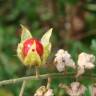 Fotografia 8 da espécie Solanum sisymbriifolium do Jardim Botânico UTAD