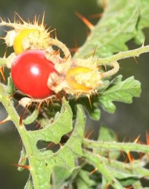 Fotografia 9 da espécie Solanum sisymbriifolium no Jardim Botânico UTAD