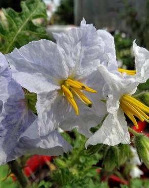 Fotografia 10 da espécie Solanum sisymbriifolium no Jardim Botânico UTAD