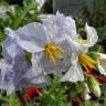 Fotografia 10 da espécie Solanum sisymbriifolium do Jardim Botânico UTAD