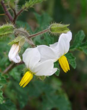 Fotografia 11 da espécie Solanum sisymbriifolium no Jardim Botânico UTAD