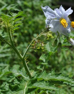 Fotografia 12 da espécie Solanum sisymbriifolium no Jardim Botânico UTAD