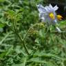 Fotografia 12 da espécie Solanum sisymbriifolium do Jardim Botânico UTAD