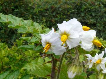 Fotografia da espécie Solanum sisymbriifolium