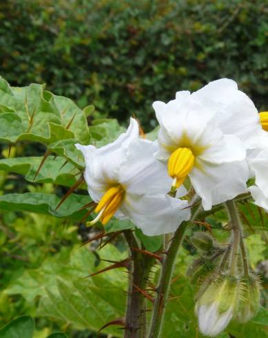 Fotografia de capa Solanum sisymbriifolium - do Jardim Botânico