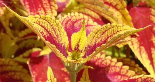 Fotografia da espécie Solenostemon scutellarioides