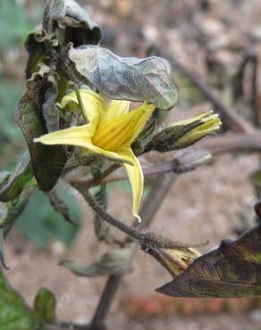 Fotografia 3 da espécie Solanum lycopersicum no Jardim Botânico UTAD
