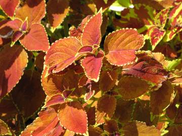 Fotografia da espécie Solenostemon scutellarioides