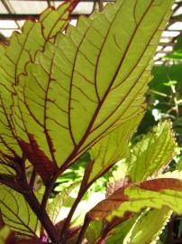 Fotografia da espécie Solenostemon scutellarioides