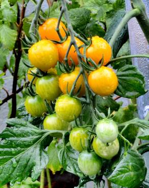 Fotografia 4 da espécie Solanum lycopersicum no Jardim Botânico UTAD