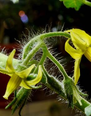 Fotografia 6 da espécie Solanum lycopersicum no Jardim Botânico UTAD