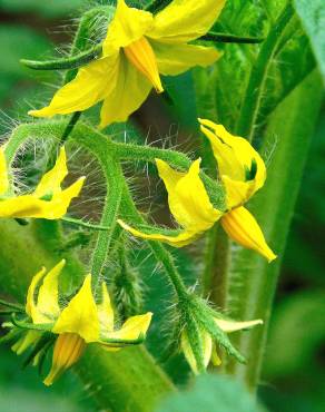 Fotografia 7 da espécie Solanum lycopersicum no Jardim Botânico UTAD