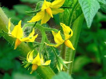 Fotografia da espécie Solanum lycopersicum