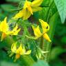 Fotografia 7 da espécie Solanum lycopersicum do Jardim Botânico UTAD