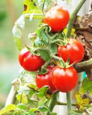 Fotografia da espécie Solanum lycopersicum