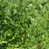 Fotografia 8 da espécie Solanum chenopodioides do Jardim Botânico UTAD