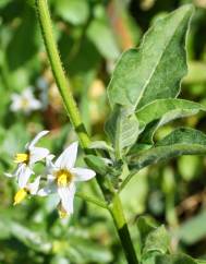 Solanum chenopodioides