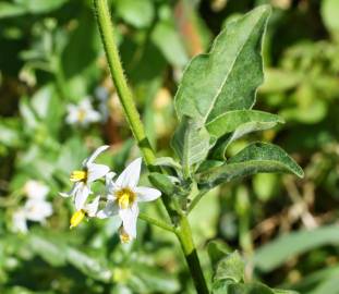 Fotografia da espécie Solanum chenopodioides