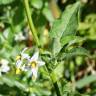 Fotografia 1 da espécie Solanum chenopodioides do Jardim Botânico UTAD