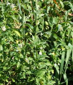 Fotografia da espécie Solanum chenopodioides