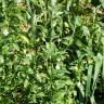 Fotografia 9 da espécie Solanum chenopodioides do Jardim Botânico UTAD