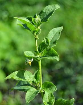 Fotografia 10 da espécie Solanum chenopodioides no Jardim Botânico UTAD