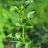 Fotografia 10 da espécie Solanum chenopodioides do Jardim Botânico UTAD