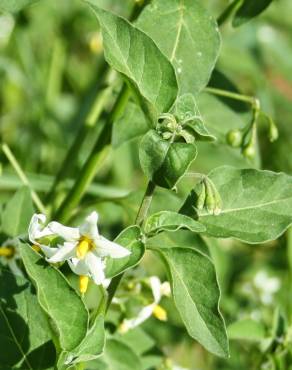 Fotografia 12 da espécie Solanum chenopodioides no Jardim Botânico UTAD