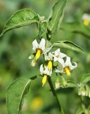 Fotografia 13 da espécie Solanum chenopodioides no Jardim Botânico UTAD