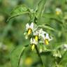 Fotografia 13 da espécie Solanum chenopodioides do Jardim Botânico UTAD