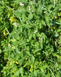 Fotografia da espécie Solanum chenopodioides