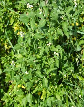 Fotografia 14 da espécie Solanum chenopodioides no Jardim Botânico UTAD