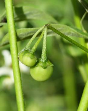 Fotografia 15 da espécie Solanum chenopodioides no Jardim Botânico UTAD