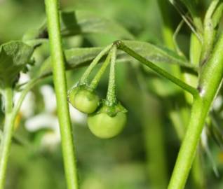 Fotografia da espécie Solanum chenopodioides