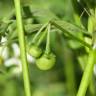 Fotografia 15 da espécie Solanum chenopodioides do Jardim Botânico UTAD