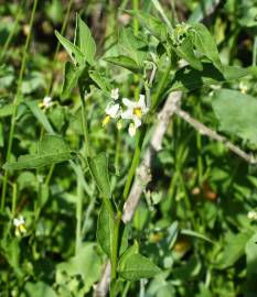 Fotografia da espécie Solanum chenopodioides