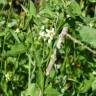 Fotografia 16 da espécie Solanum chenopodioides do Jardim Botânico UTAD