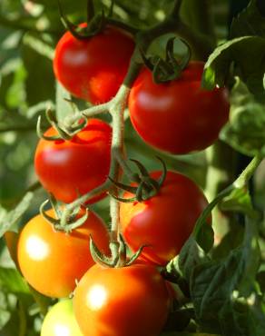 Fotografia 8 da espécie Solanum lycopersicum no Jardim Botânico UTAD