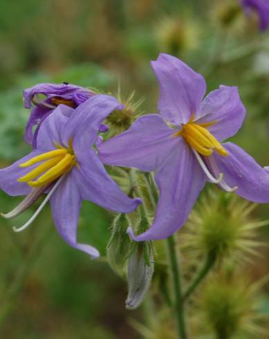 Fotografia de capa Solanum citrullifolium - do Jardim Botânico