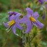 Fotografia 1 da espécie Solanum citrullifolium do Jardim Botânico UTAD