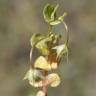 Fotografia 7 da espécie Solenopsis laurentia do Jardim Botânico UTAD