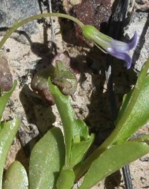 Fotografia 10 da espécie Solenopsis laurentia no Jardim Botânico UTAD