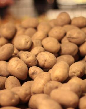 Fotografia 9 da espécie Solanum tuberosum no Jardim Botânico UTAD